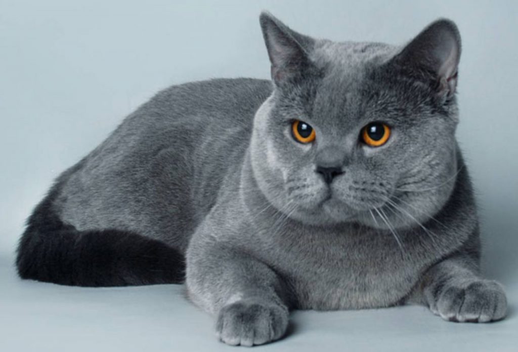 русская голубая кошка фотографии