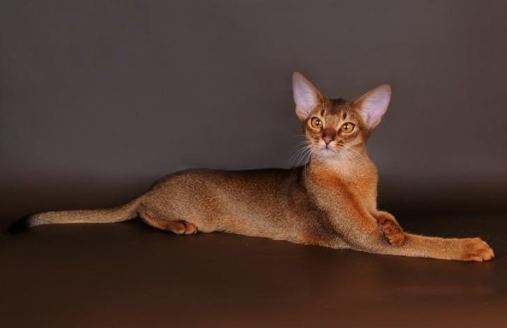 Abyssinian-cat-72.jpg
