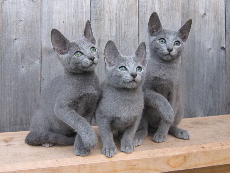 русская голубая кошка описание породы фото