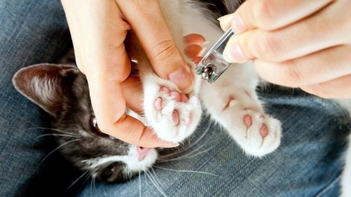 Как подстричь когти кошке в домашних условиях