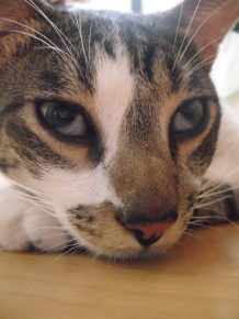 Мигательная перепонка на глазах кошки