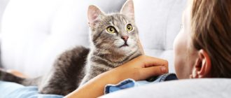 Запор у кота: как помочь, правильное питание для профилактики