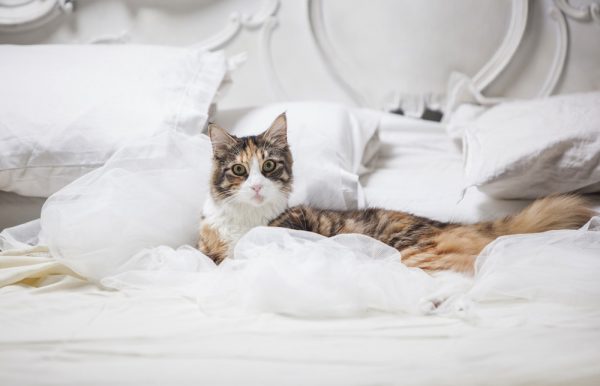 Почему кошка гадит на кровать: основные причины