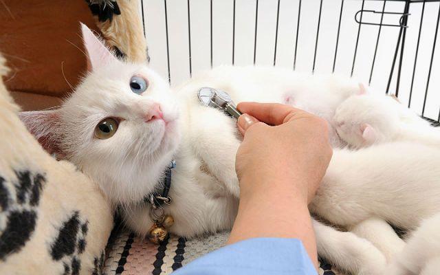 Кошку рвет: помощь ветеринара