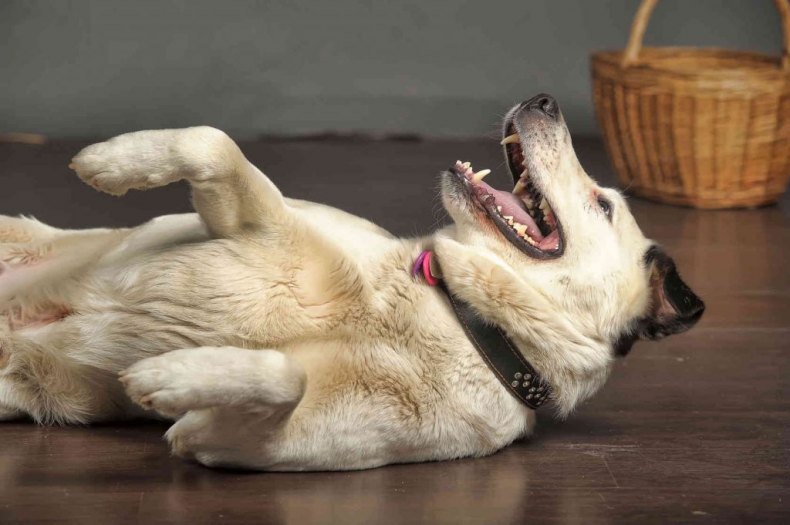Течка у собак: сколько дней длится, первая течка, стадии и стерилизация