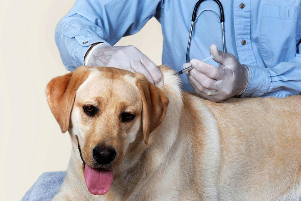 Нобивак рабиес: инструкция по применению вакцины от бешенства для кошек и собак