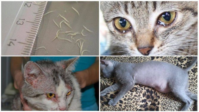 Все о дегельминтизации кошек и котят, лечебные и профилактические меры