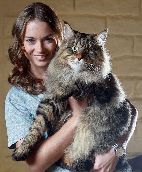 1449044316_maine_coon_cats_20