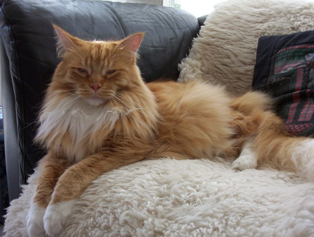 maine_coon_3