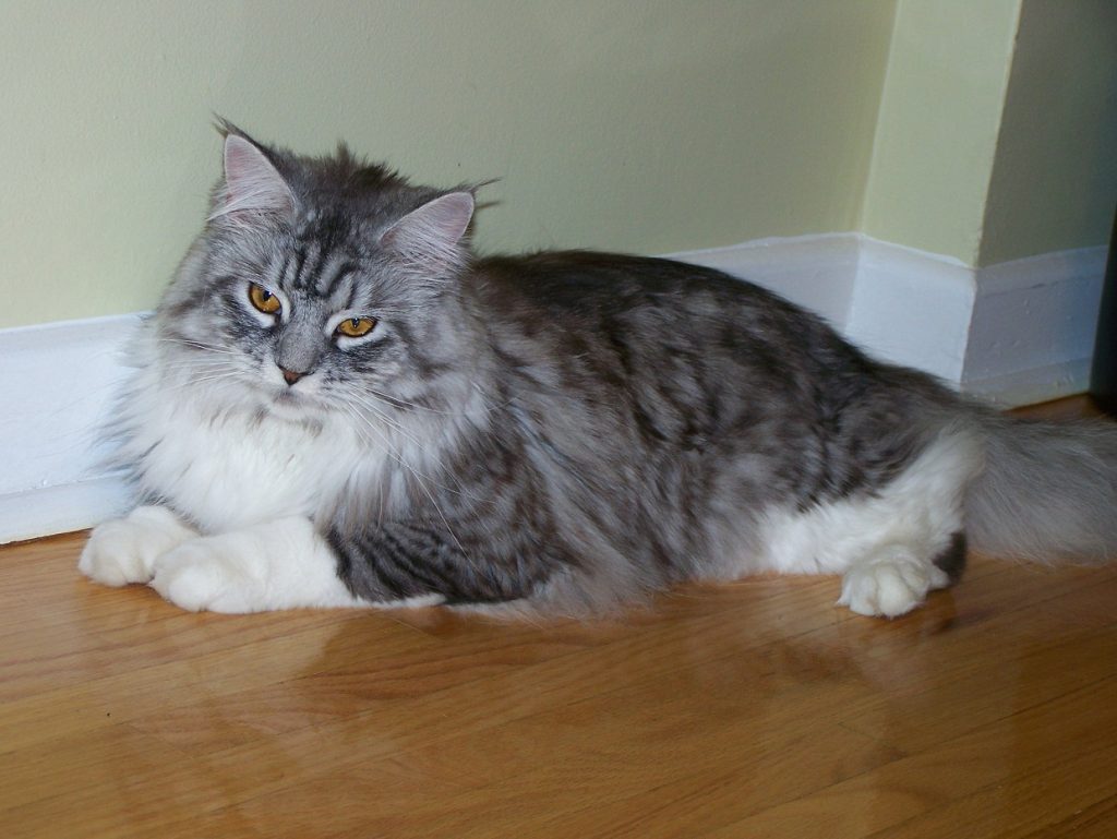 maine_coon_4