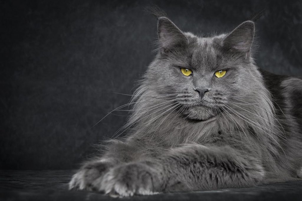 maine_coon_blue7