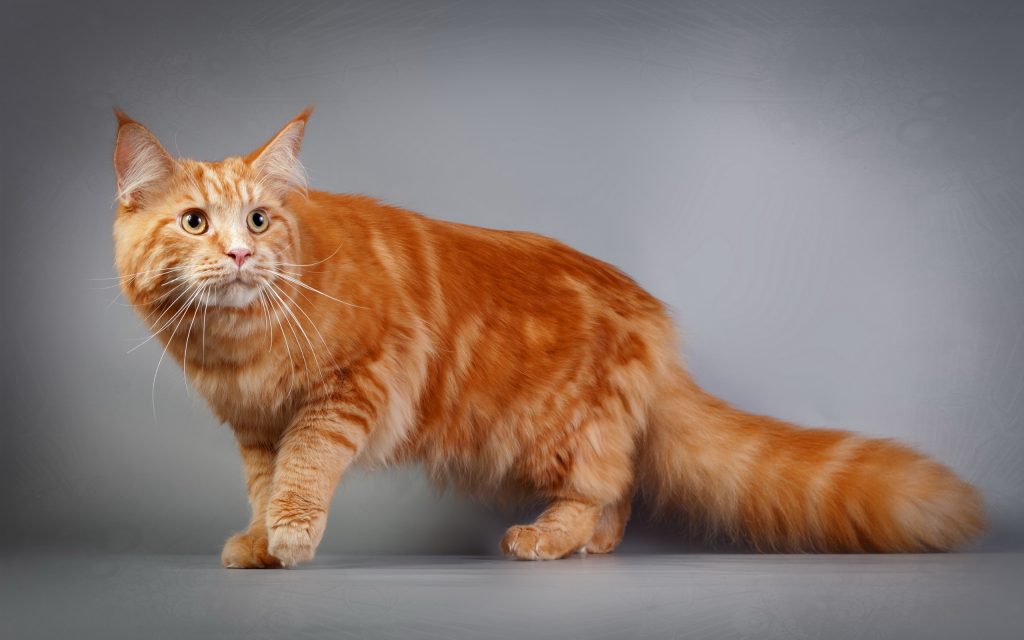 maine_coon_red6