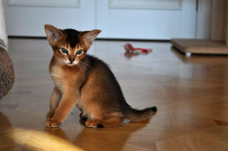 Абиссинская кошка - описание породы, 33 фото