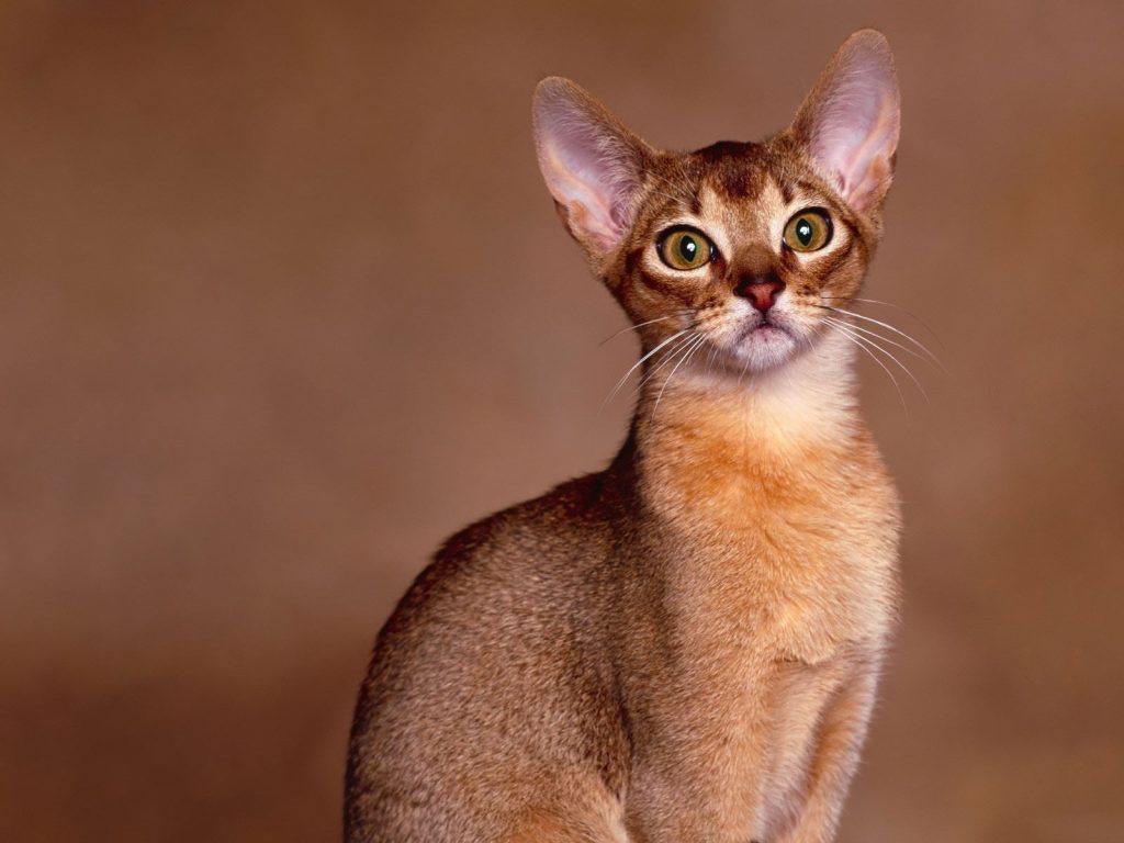 Абиссинская кошка - описание породы, 33 фото
