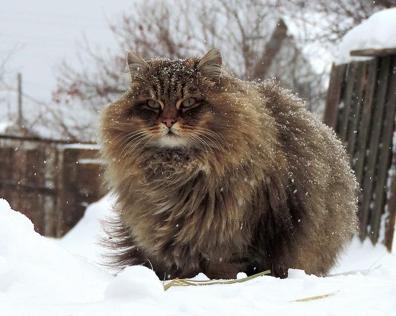 большая сибирская кошка