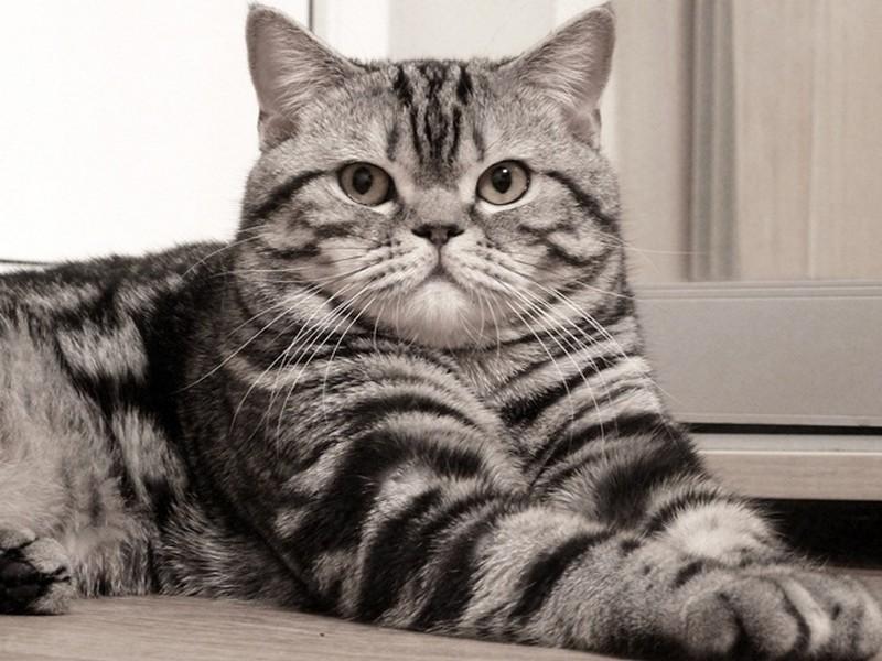 Шотландская прямоухая кошка - Скоттиш страйт 33 фото