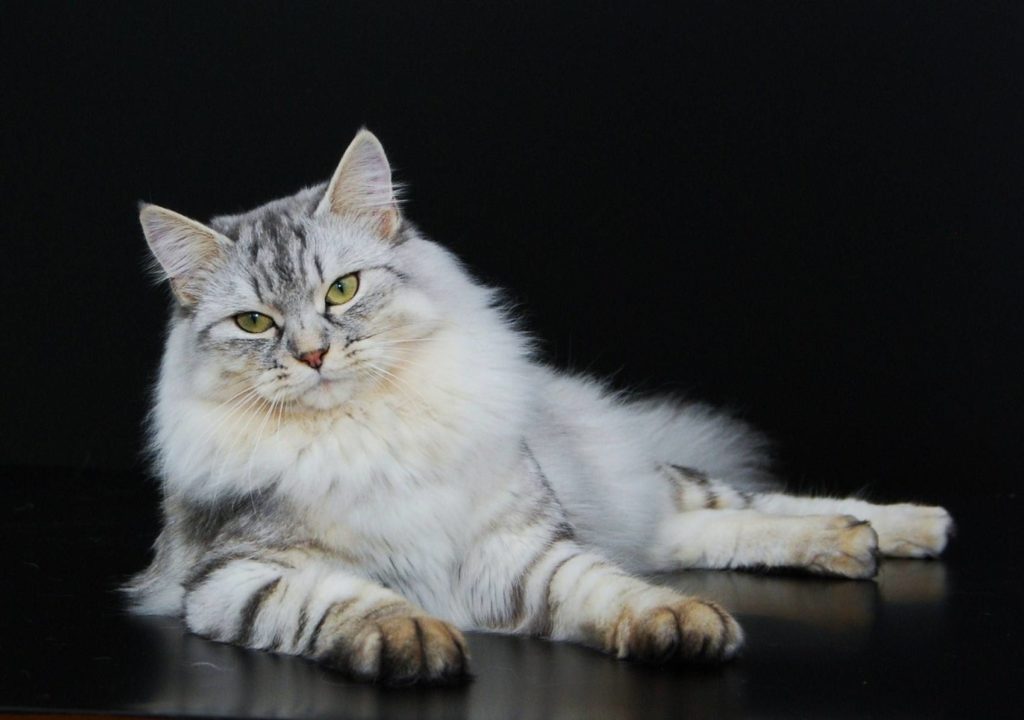 Сибирская кошка - народный русский кот