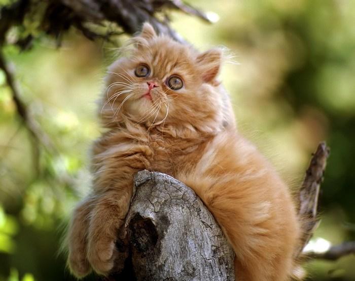 Персидская кошка - описание породы,характер, 33 фото