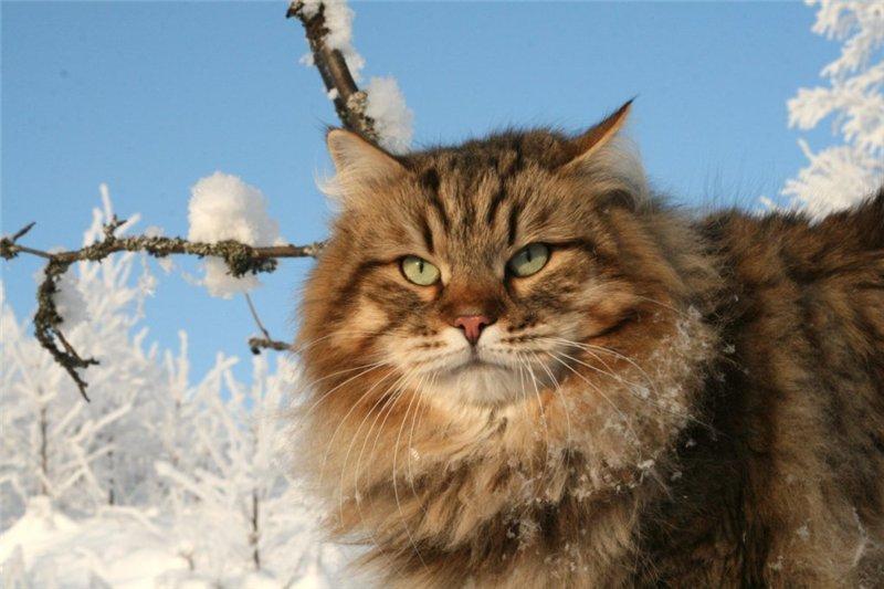 Сибирская кошка - народный русский кот