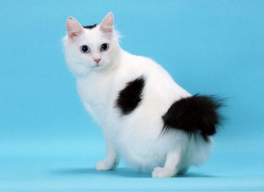 Японский бобтейл - Порода кошек из Японии 33 фото