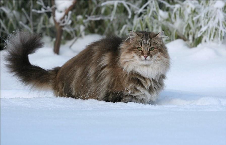 Норвежская лесная кошка- описание породы,цена, 33 фото