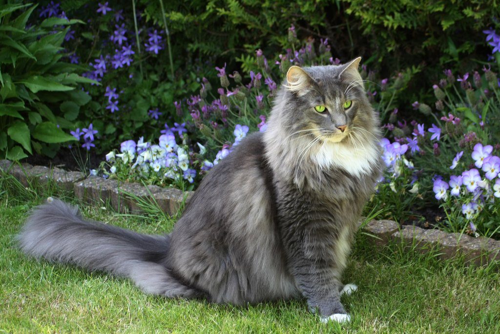 Норвежская лесная кошка- описание породы,цена, 33 фото