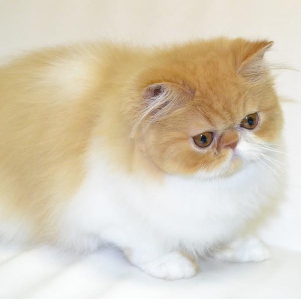 Персидская кошка - описание породы,характер, 33 фото