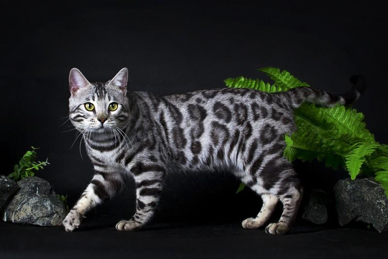 Кошка тигр или бенгальская кошка, характер, уход, 33 фото - kisa.su