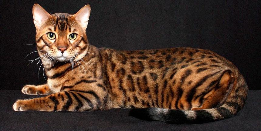 Кошка тигр или бенгальская кошка, характер, уход, 33 фото
