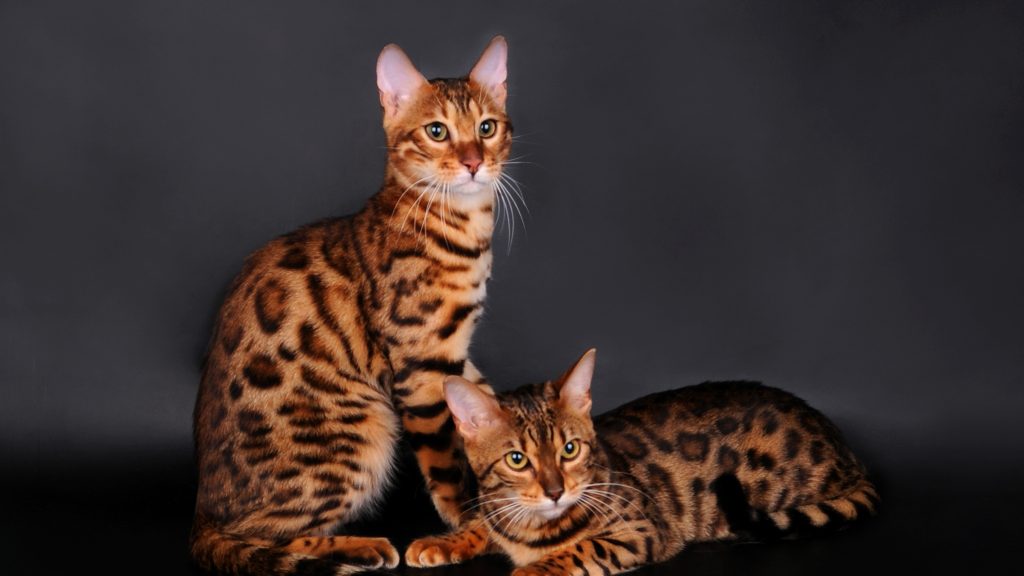Кошка тигр или бенгальская кошка, характер, уход, 33 фото