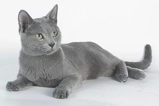 Русская голубая кошка - цена, характер породы, 33 фото