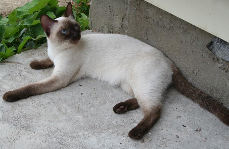 Тайская кошка - описание, стандарт, характер
