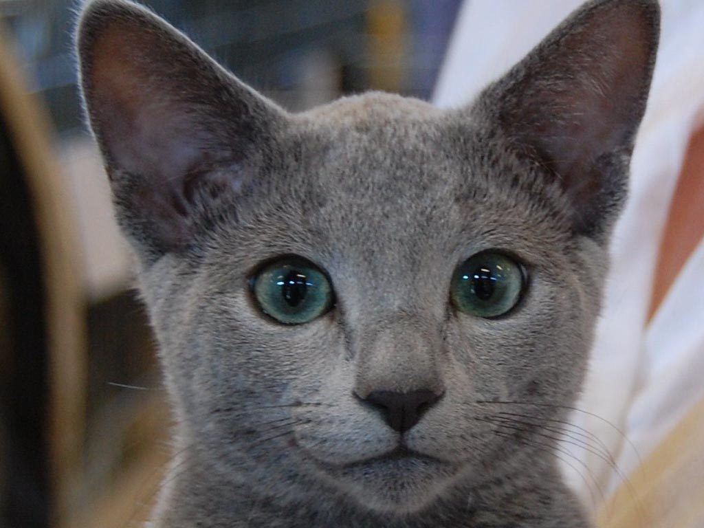Русская голубая кошка - цена, характер породы, 33 фото