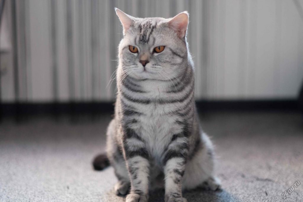 Шотландская прямоухая кошка - Скоттиш страйт 33 фото