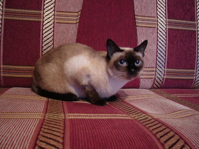 Тайская кошка - описание, стандарт, характер