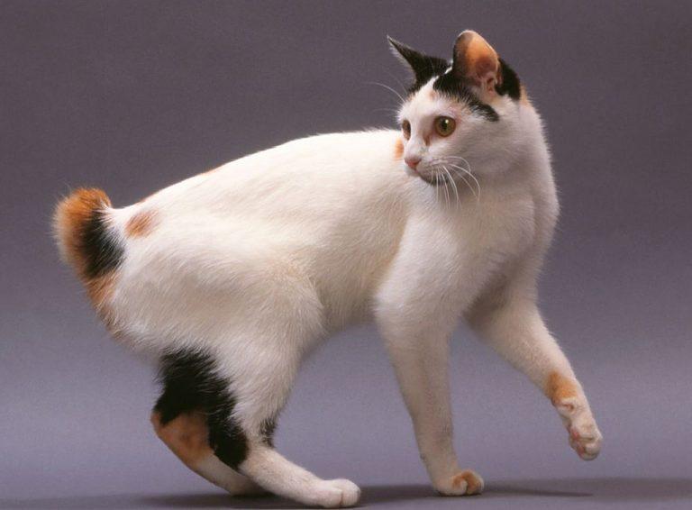 Японский бобтейл - Порода кошек из Японии 33 фото