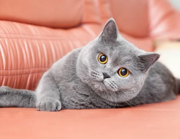 Британская короткошерстная кошка: описание, характер, 33 фото