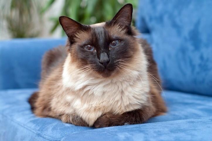 Балинезийская кошка - кошки, цена, описание, 33 фото