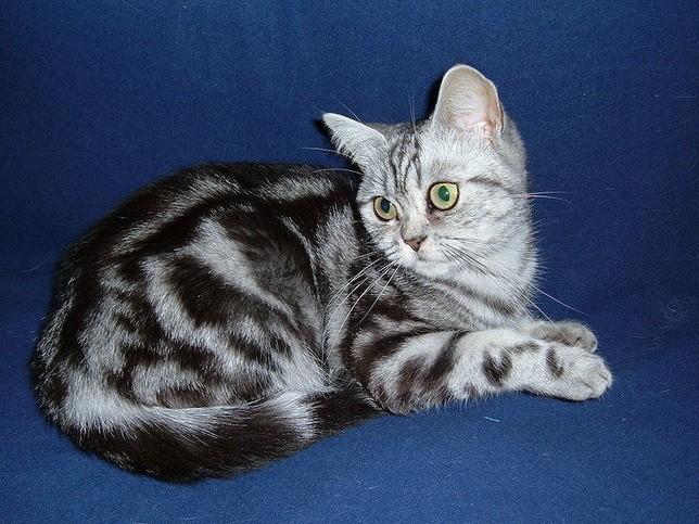 Британская короткошерстная кошка: описание, характер, 33 фото