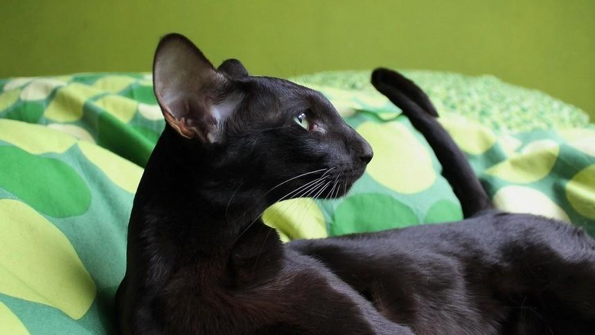 Ориентальная кошка:  цена, характер, 33 фото