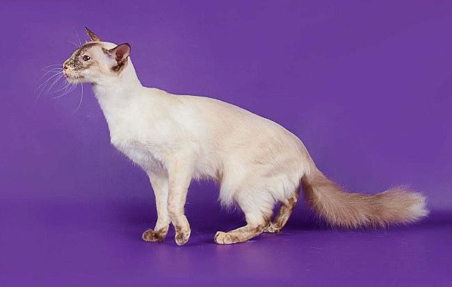 Балинезийская кошка - кошки, цена, описание, 33 фото