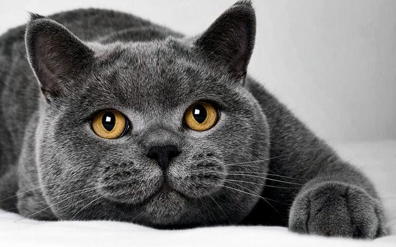 Короткошерстная британская кошка прямоухая кошка фото
