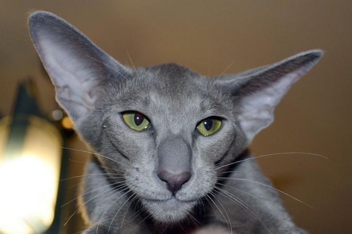 Ориентальная кошка циннамон фото