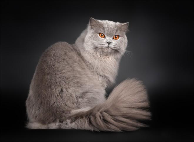 Британская длинношерстная кошка: описание, фото, уход, характер, цена