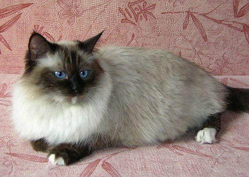 Невская маскарадная кошка: описание, фото, уход, характер, цена
