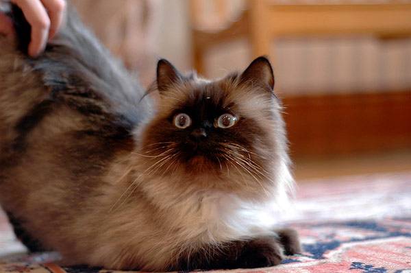 Гималайская кошка: описание, фото, уход, характер, цена