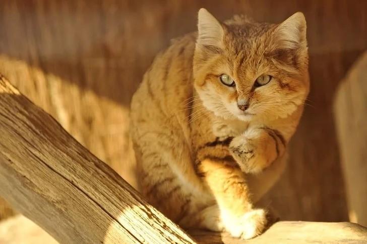 Барханный кот: описание, фото, уход, характер, цена