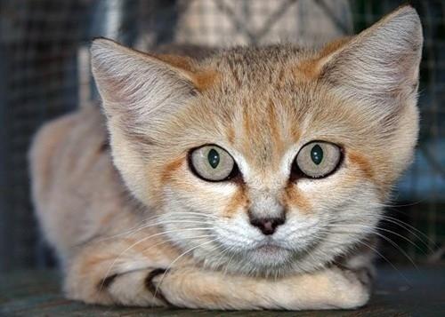 Барханный кот: описание, фото, уход, характер, цена