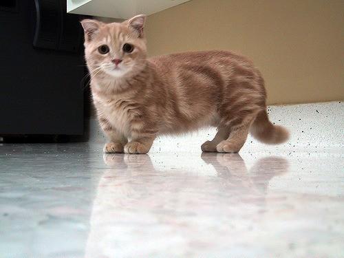 Манчкин - кот с короткими ножками