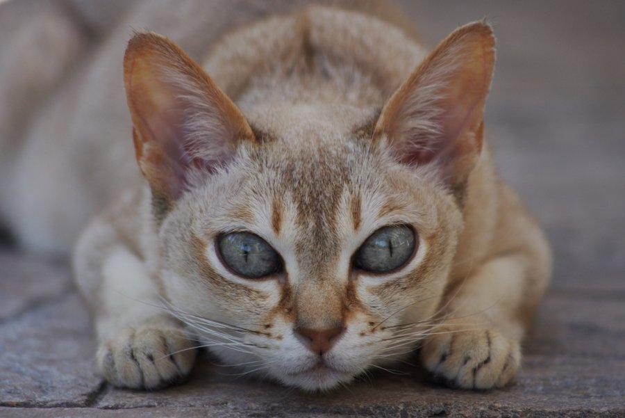 Карликовые кошки: описание, фото, уход, характер, цена